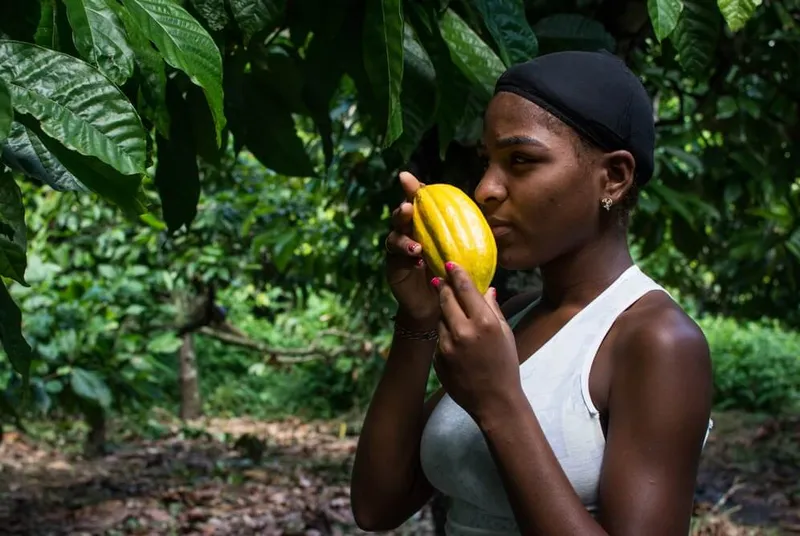 Cacao venezolano, el mejor del mundo