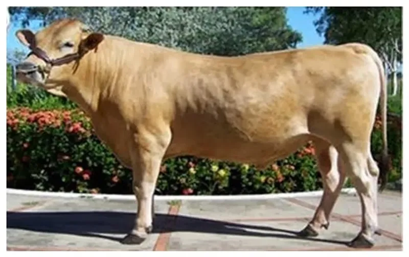 raza Carora